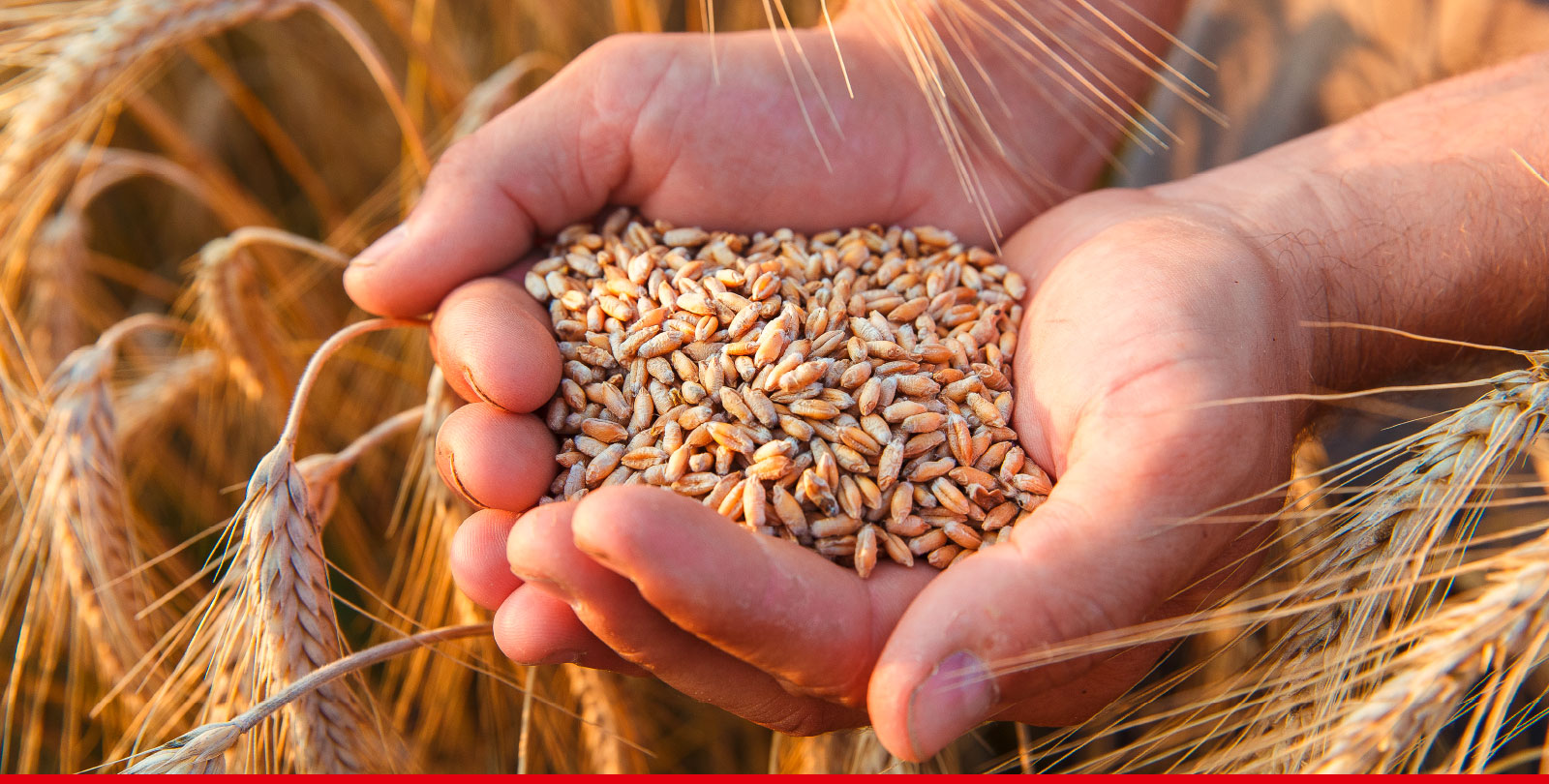 a handful of rye grain