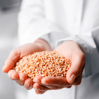 Handful of rye grains