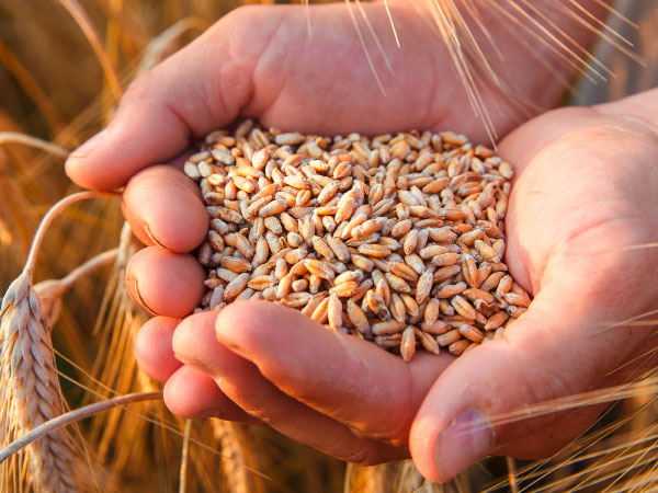 Handful of rye grains