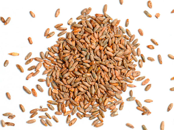 cereal grains