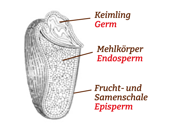 Schnittzeichung eines Getreidekorns - Keimling Mehlkrper Frucht und Samenschale