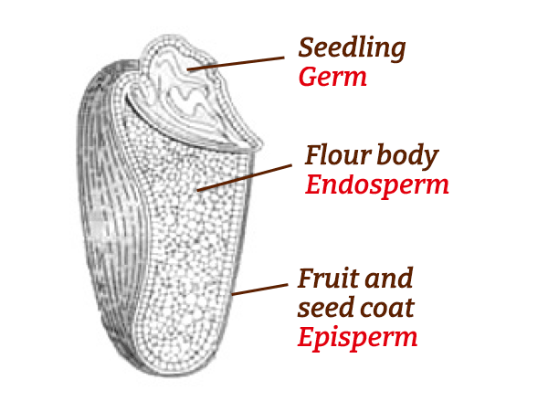 Sectional drawing of a cereal grain - seedling, endosperm, fruit and seed shell